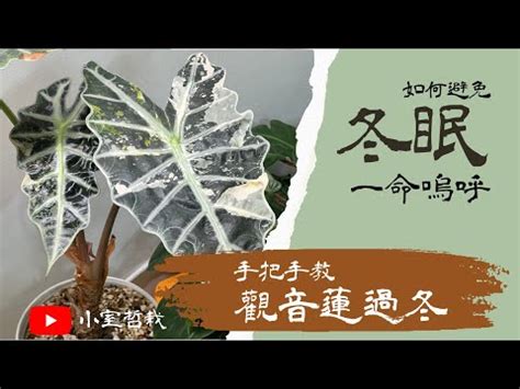 觀音蓮施肥|觀音蓮怎麼養？基礎照顧方法和特色